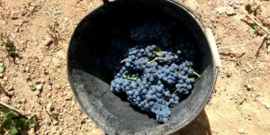 Grape Stomping Harvest Experience