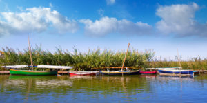 Valencia Walking Tour and Albufera Trip