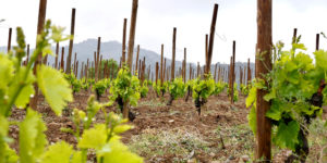 Tarragona: Priorat Wine Region