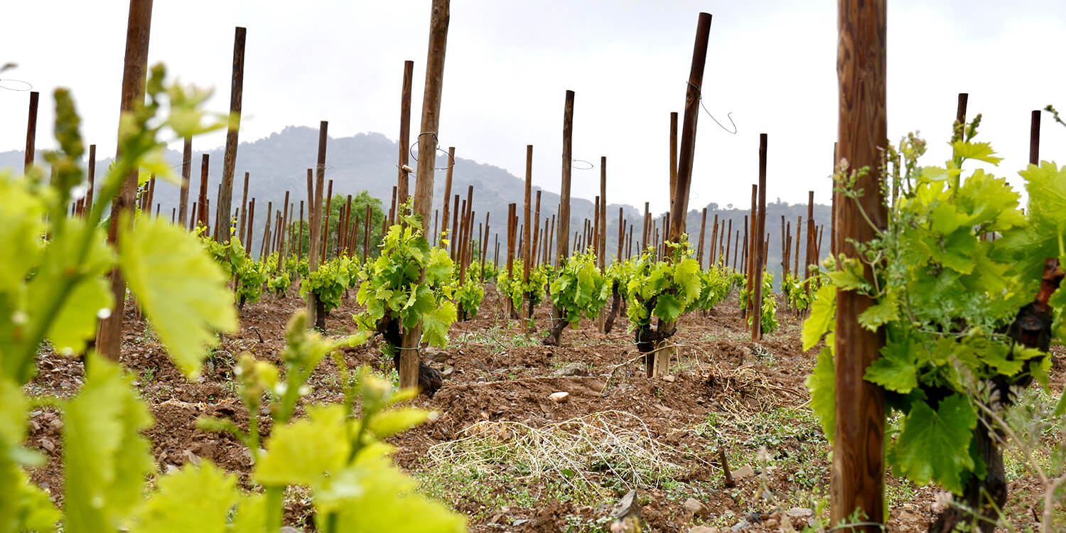 Tarragona Priorat Wine Tour Private tours in Spain and Portugal