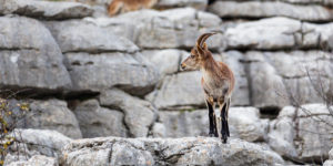 Antequera and El Torcal Natural Park Tour