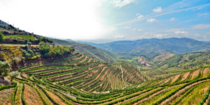 Douro Valley Tour - Vineyards near Pinhao, Portugal