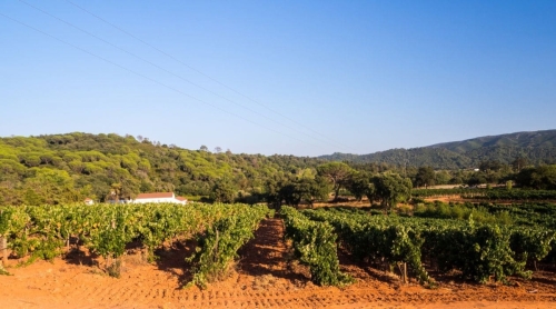 Setubal Wine Tour