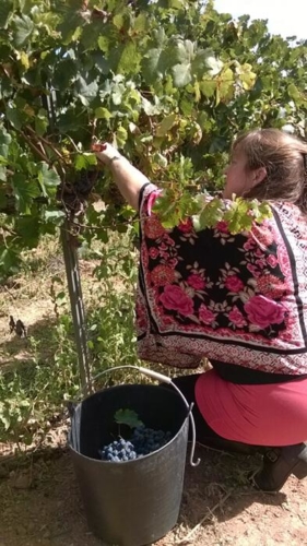 Barcelona Grape Stomping Harvest Tour