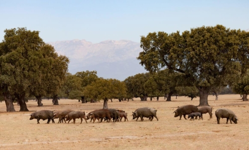 Iberico Ham Tour